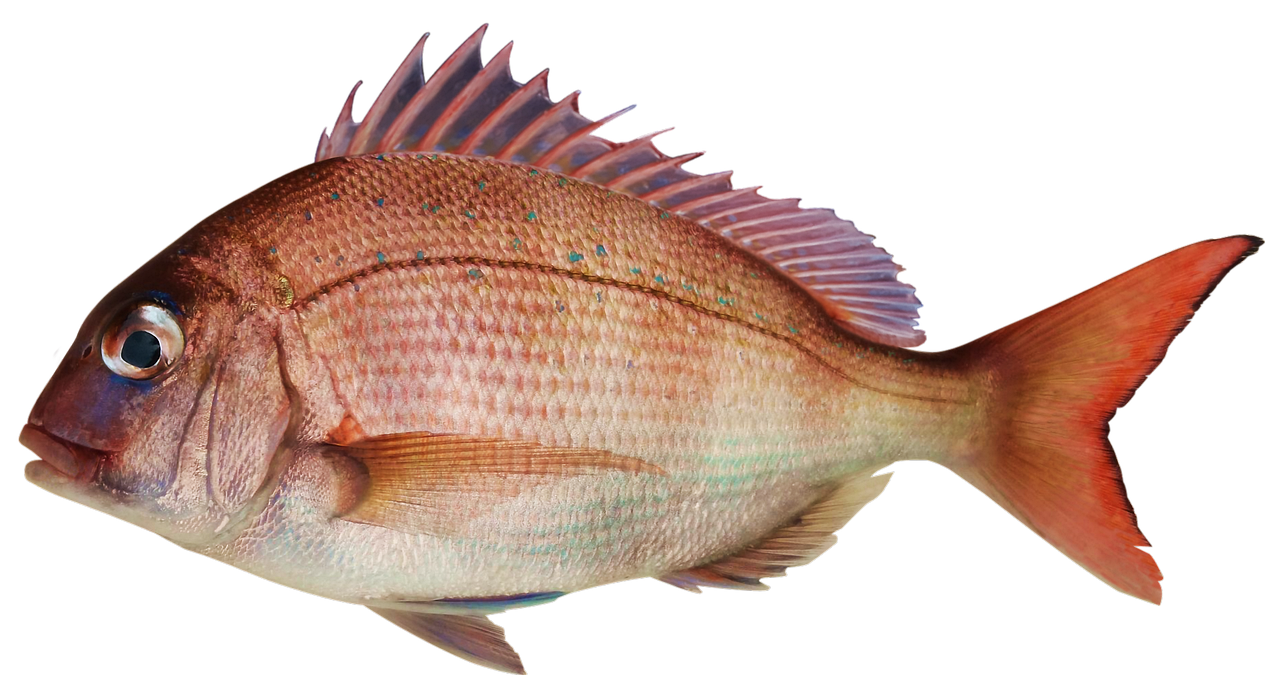 fish, snapper, bream, nature, bream and fish, a red sea-bream, the